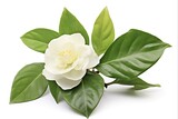 Exotic Camellia Sinensis Twig and Flower on White Background. Tea Plant as a Tradition of Oriental Culture in Asian Studio Style
