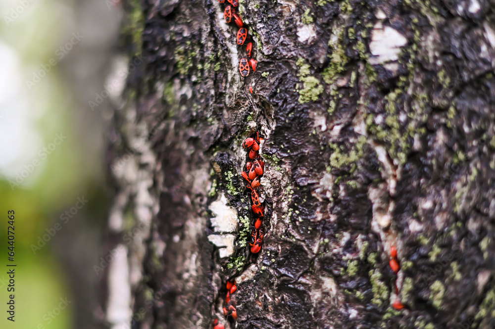 red beetles in the bark of a birch tree red beetles in the bark of a birch tree