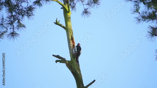 Woodpecker flies away from the tree, slow motion photo