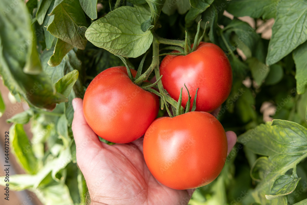 Close-up of hands checking tomatoes hanging on a bush. Hand picking tomato from a bush branch in a greenhouse Beautiful red ripe tomatoes. Bush tomatoes of a new crop grown in a greenhouse. Close-up. Close-up of hands checking tomatoes hanging on a bush. Hand picking tomato from a bush branch in a greenhouse Beautiful red ripe tomatoes. Bush tomatoes of a new crop grown in a greenhouse. Close-up.