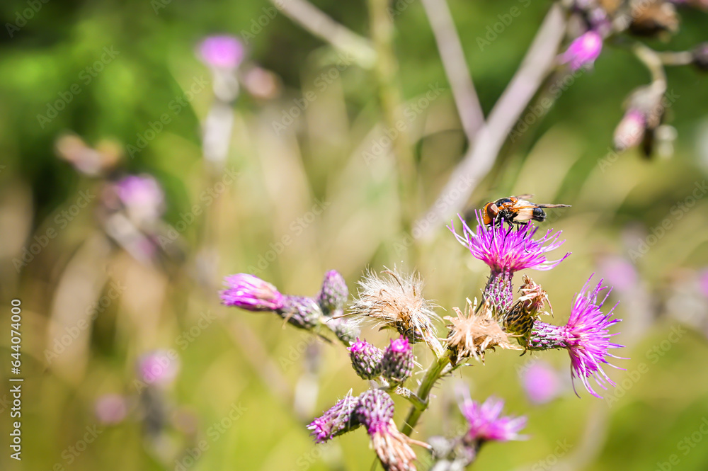 Hoverfly on a beautiful purple flower Hoverfly on a beautiful purple flower