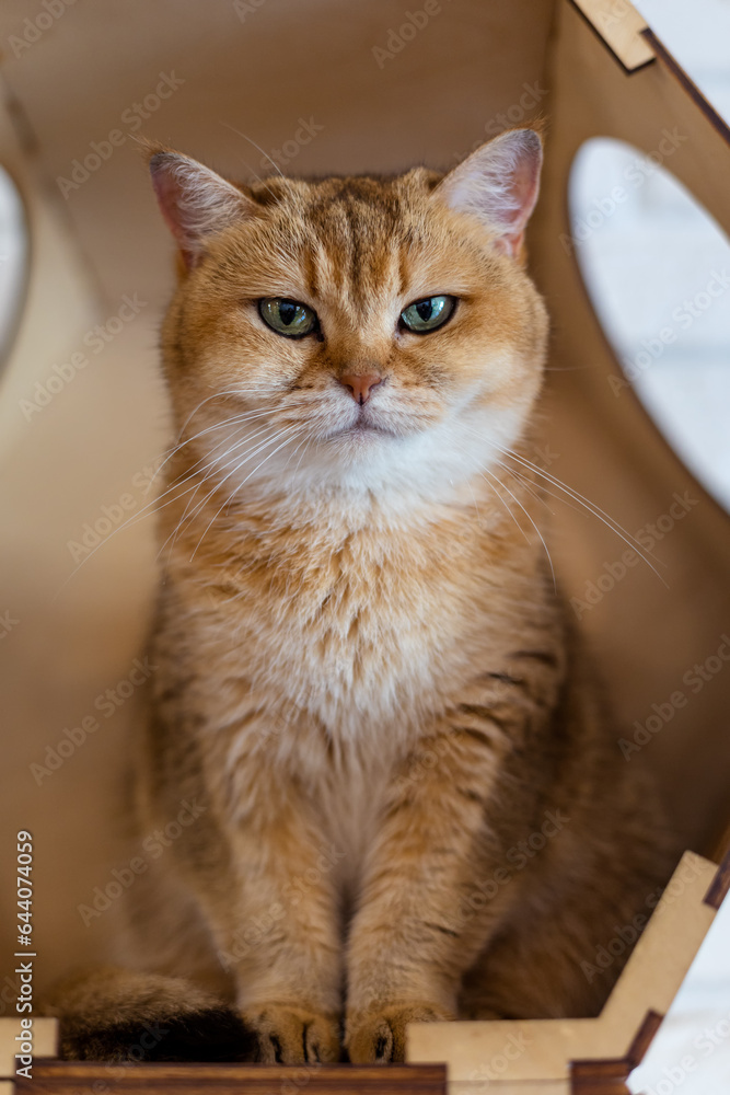 Portrait of a British Shorthair cat (Golden Chinchilla)