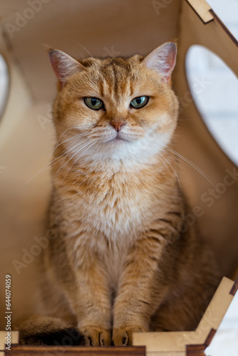 Portrait of a British Shorthair cat (Golden Chinchilla) © Nataliya