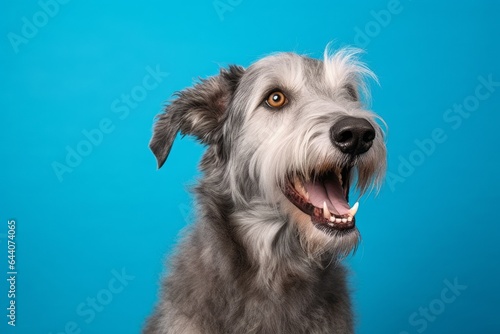 Medium shot portrait photography of a smiling irish wolfhound dog wearing a reflective vest against a turquoise blue background. With generative AI technology