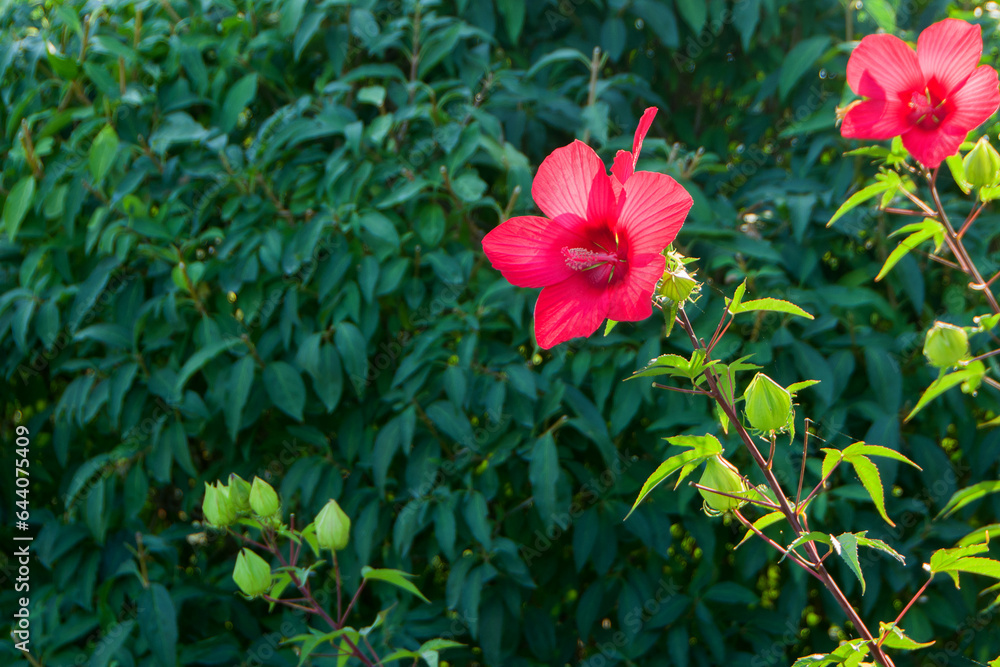 Red large hibiscus flowers on a blurred green background of nature. Spring background. Close-up Red large hibiscus flowers on a blurred green background of nature. Spring background. Close-up