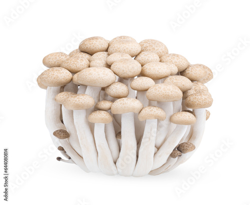  white beech mushrooms or Shimeji mushroom isolated on white background. food high protien. on transparent.