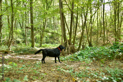 Side view of a black labrador retriever dog looking away in a middle of a bright and magical wild forest called "bois de la Beffe" near Lyon in France.