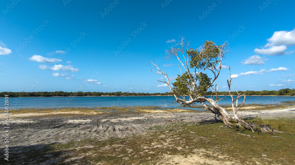 A dead tree near a lagoonWilpattu National Park Sri Lanka
