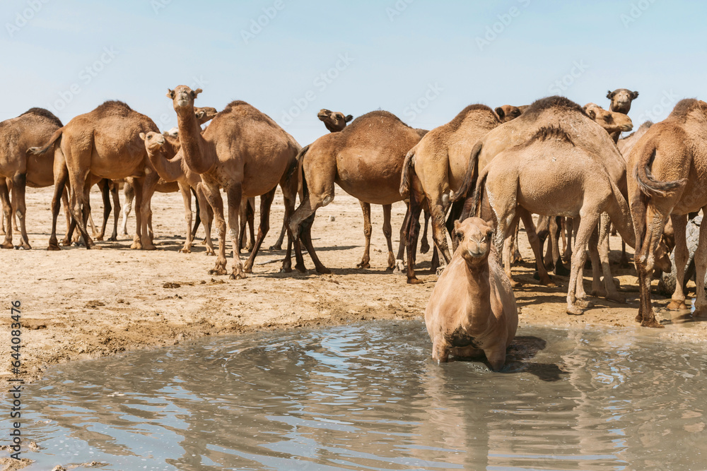Obraz premium Camels in Karakalpakstan, Uzbekistan