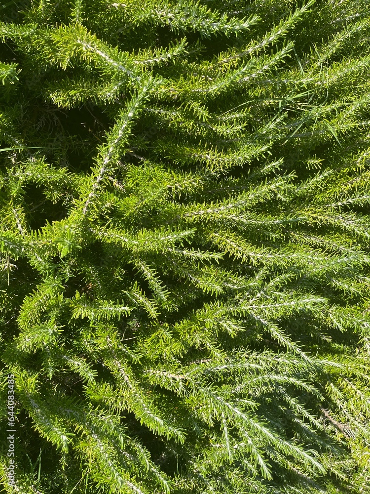 Rosemary Rosemary