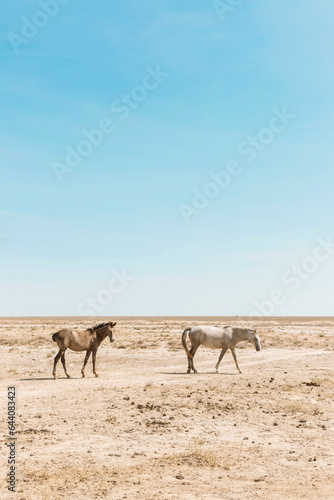 Wild horses in Karakalpakstan, Uzbekistan