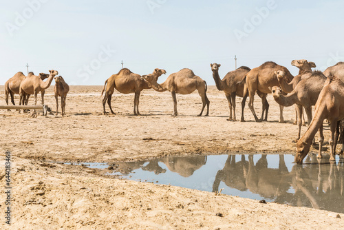 Camels in Uzbekistan