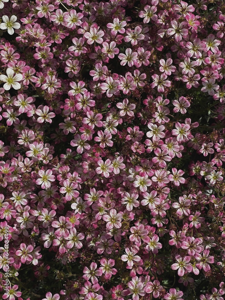 Pink flowers bush and leaves. Aesthetic floral background