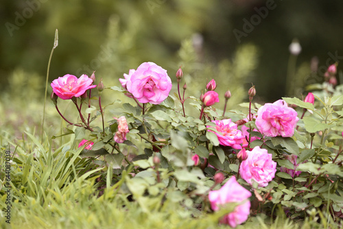 pink rose flower background. Red roses on a bush in the garden  close-up. delicate pink rose flower with green leaves. Red Rose Magic. beauty in the garden. concept of romance  gift