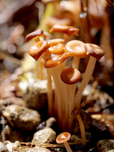 natural mushroom close-up refreshing brown
