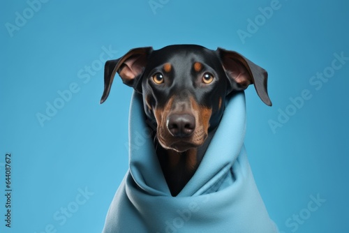 Medium shot portrait photography of a happy doberman pinscher wearing a doctor costume against a soft blue background. With generative AI technology