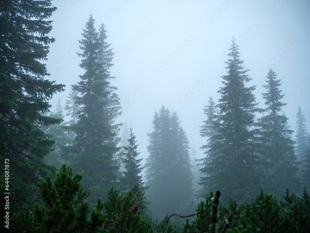 foggy mountain hiking trail in cold autumn Stock Photo | Adobe Stock