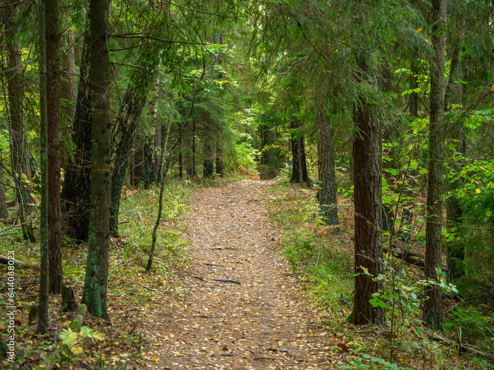 Fototapeta premium golden autumn hiking nature trail