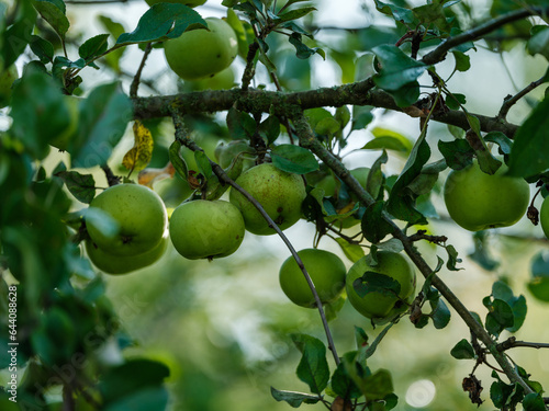 apple tree with apples in autumn ready to harvest