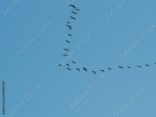 flock of birds flying to south leaving for winter