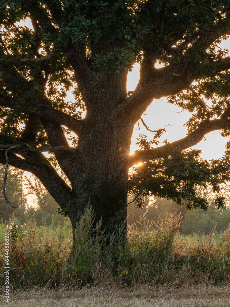 large old oak tree in creamy dust sunset large old oak tree in creamy dust sunset