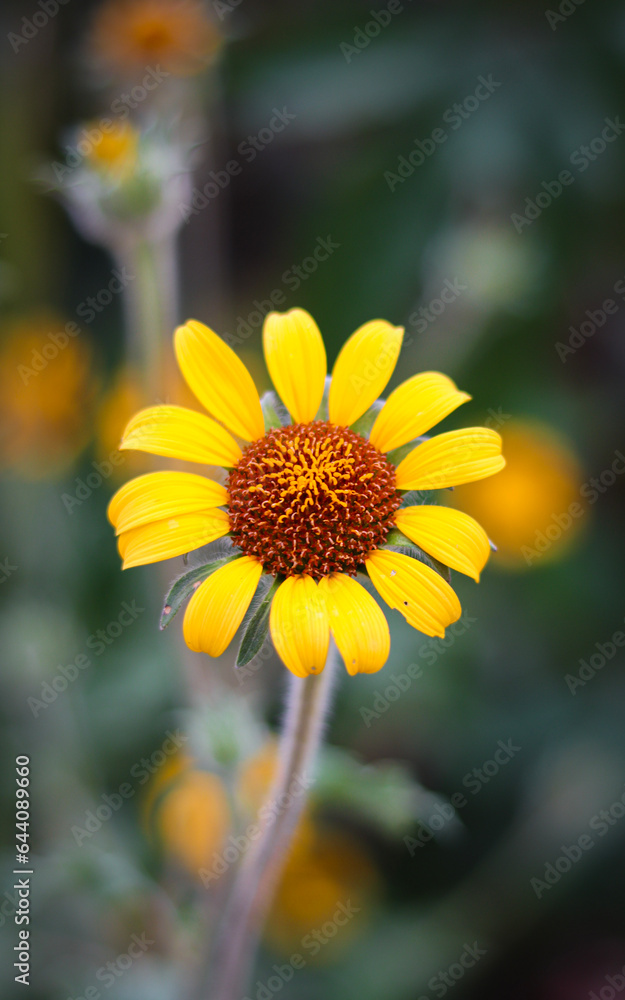 Fototapeta premium yellow daisy flower