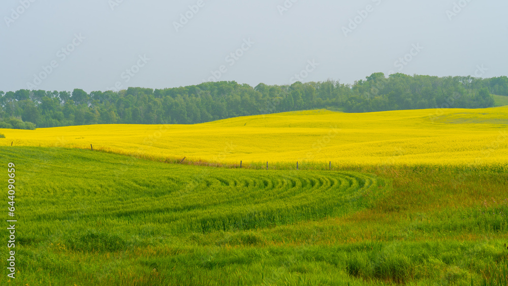 Yellow canola field and green wheat field in summer. Canada. 