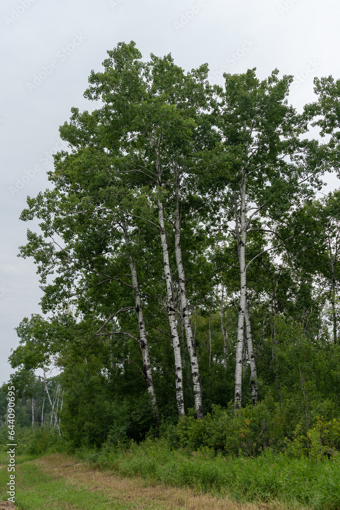 Fototapeta premium White birch (Betula papyrifera) trees in Manitoba, Canada. 