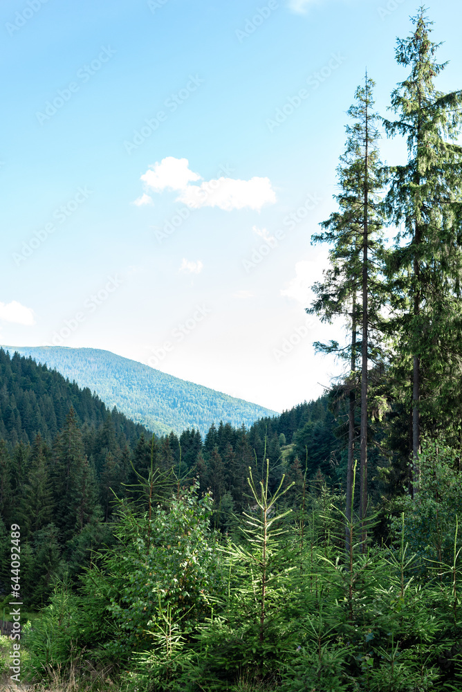 Fototapeta premium Aesthetic landscape with mountains, spruce forest and blue sky, Carpathian mountains, Ukraine. Beautiful scenic nature wallpaper, background