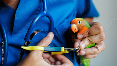 Принти на полотні Exotic veterinarian trim parrot love bird nails - Tropical companion animals