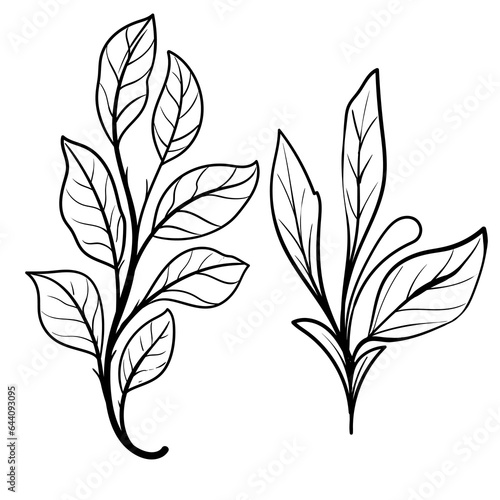 set of Botanical arts. Hand drawn line drawing of abstract flower, floral, rose, tropical leaves, spring and autumn leaf, bouquet of olives © Setia69