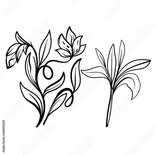 set of Botanical arts. Hand drawn line drawing of abstract flower  floral  rose  tropical leaves  spring and autumn leaf  bouquet of olives