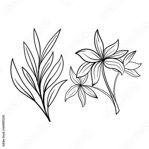 set of Botanical arts. Hand drawn line drawing of abstract flower, floral, rose, tropical leaves, spring and autumn leaf, bouquet of olives © Setia69