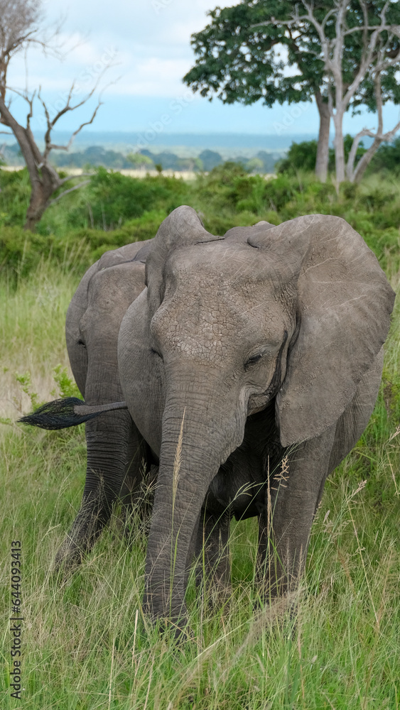 elephant in the wild elephant in the wild