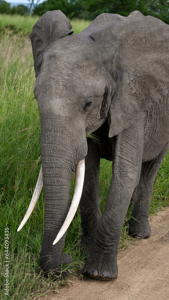 Fototapeta premium elephant in the wild