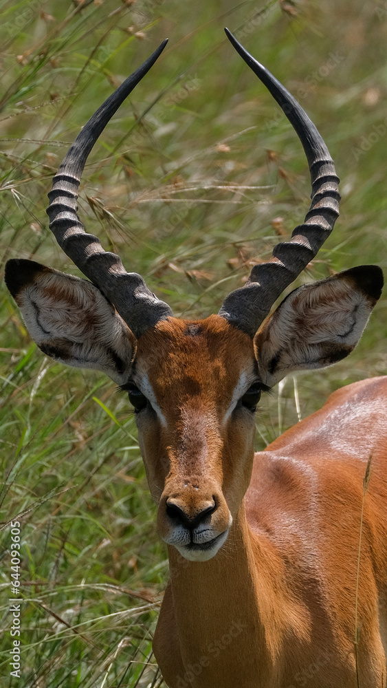 impala in the Tanzania savannah impala in the Tanzania savannah