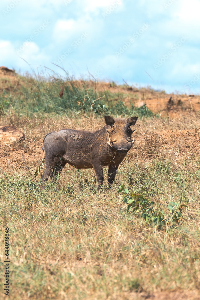 warthog in the wild warthog in the wild