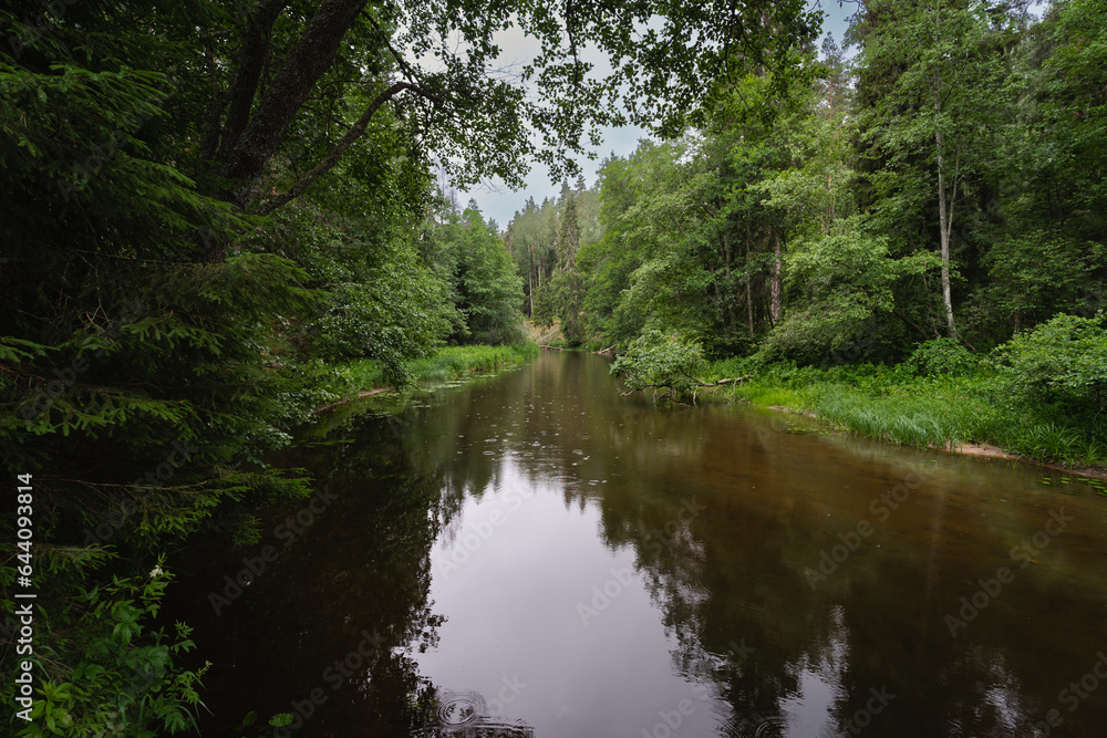 Fototapeta premium Forest river Valge on a cloudy summer day.