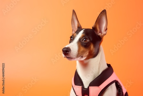 Photography in the style of pensive portraiture of a smiling basenji dog wearing a life jacket against a pastel orange background. With generative AI technology