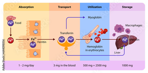 Iron distribution involves transport by transferrin, storage in ferritin, and utilization in hemoglobin synthesis or metabolic processes within various body tissues and organs.