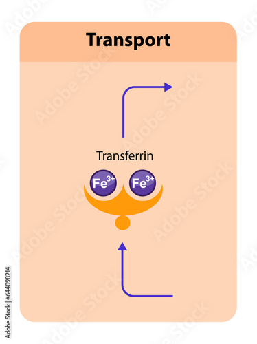 Transferrin, blood plasma glycoprotein that binds and transports iron throughout the body, playing a crucial role in iron homeostasis. 2d graphic photo