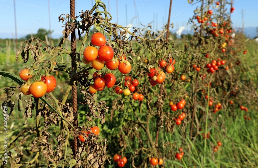 Organic cherry tomatoes plants cultivated outdoor in the end of the summer.	
