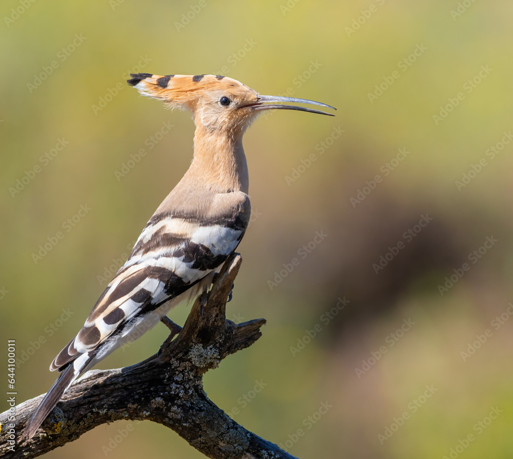 Eurasian hoopoe, Upupa epops. Early in the morning a bird sat on a beautiful branch Eurasian hoopoe, Upupa epops. Early in the morning a bird sat on a beautiful branch