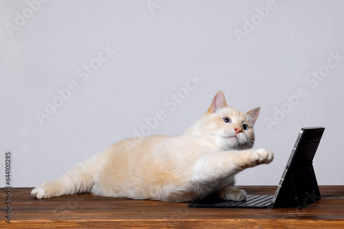 The concept of online education, a close-up of a cat in front of a tablet