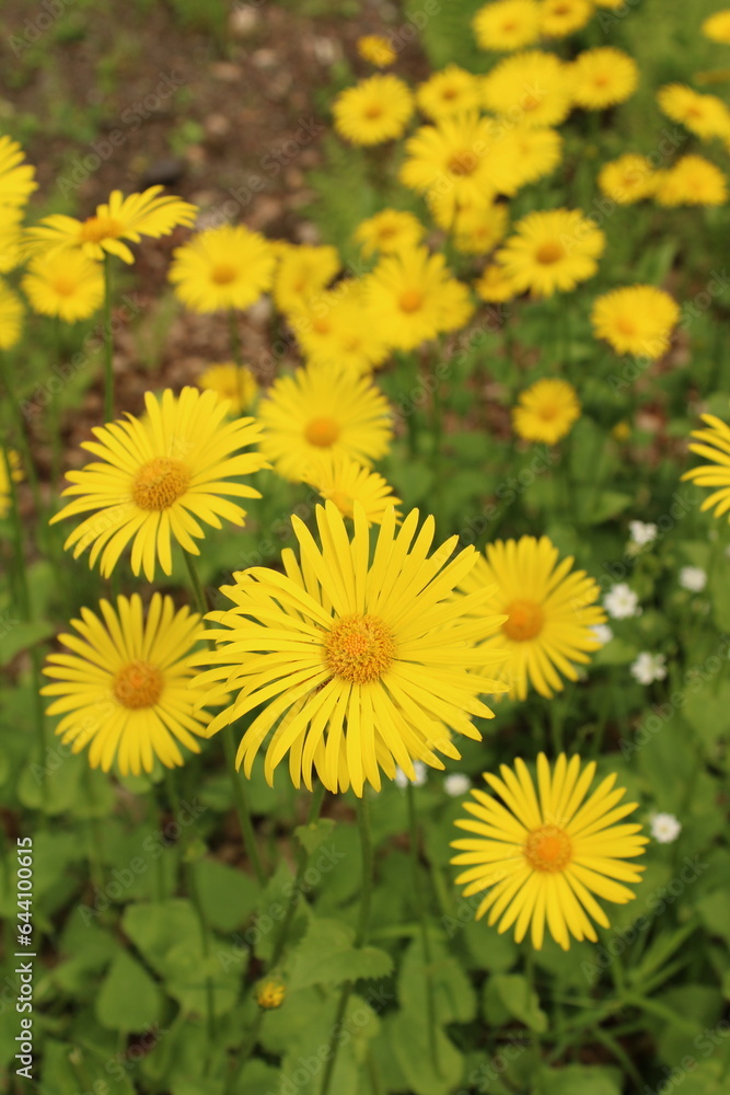 Gelbe Blüten Gelbe Blüten
