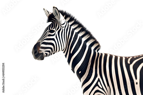  Zebra illustration isolated transparent background  PNG   Generative AI