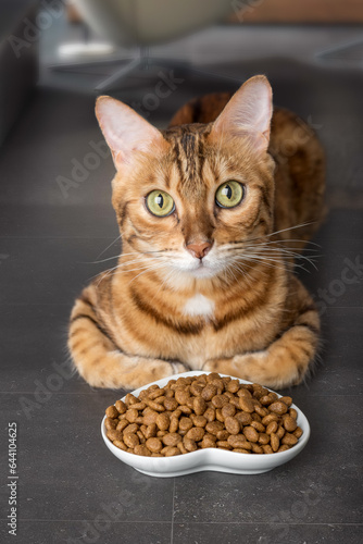 Bengal cat near a bowl of dry food.