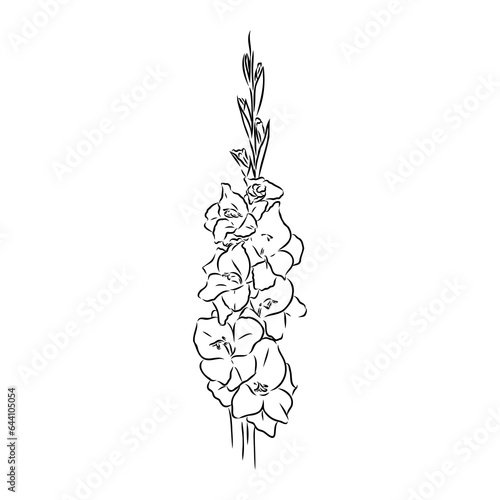 floral blooming gladiolus hand drawn vector illustration sketch