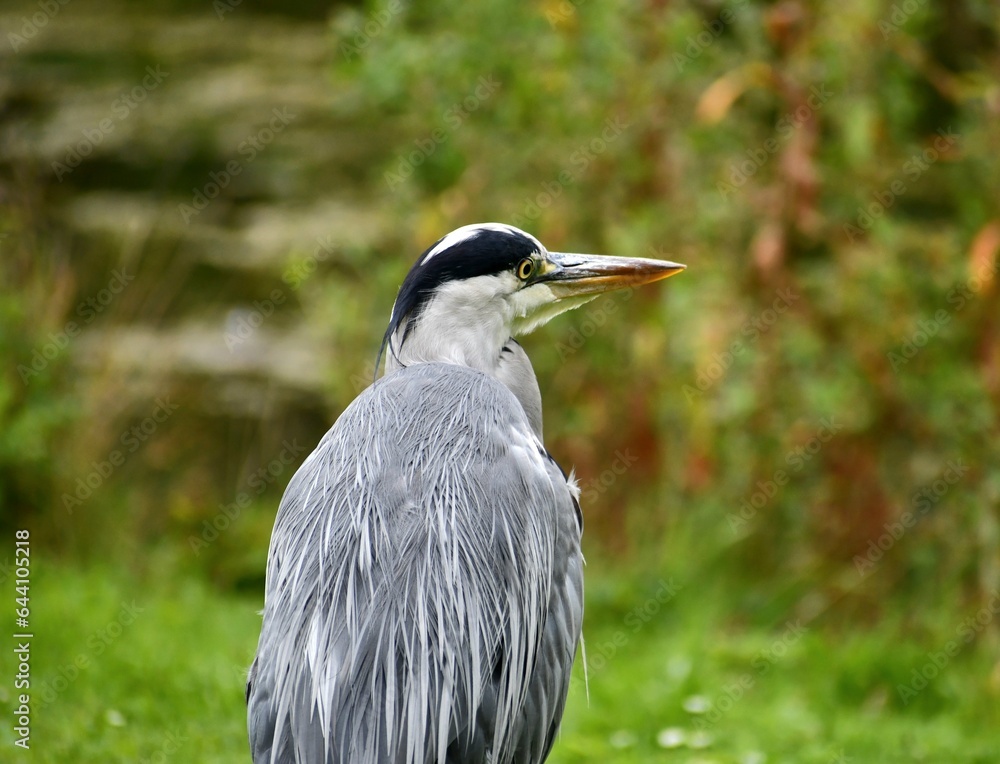 Fototapeta premium great blue heron