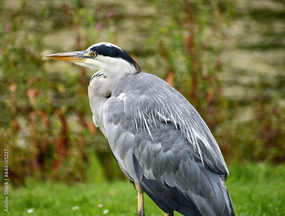 Fototapeta premium great blue heron